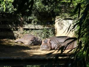 Hippopotame amphibie