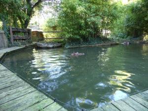 Hippopotame amphibie