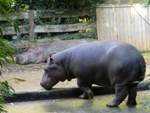 Hippopotame amphibie