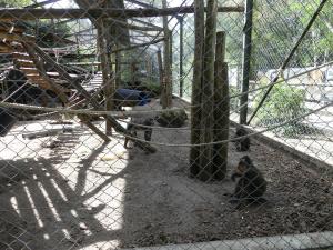 Mandrill