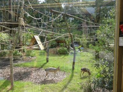 Volière sud-américaine - 2021