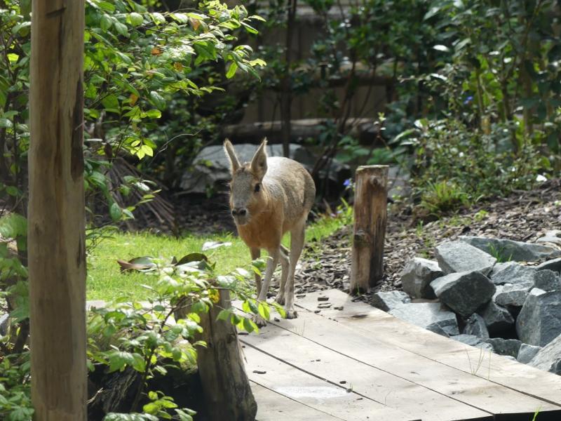 Mara