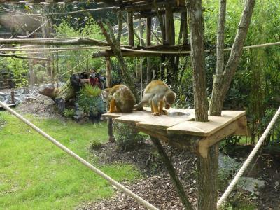 Saïmiri commun - 2021