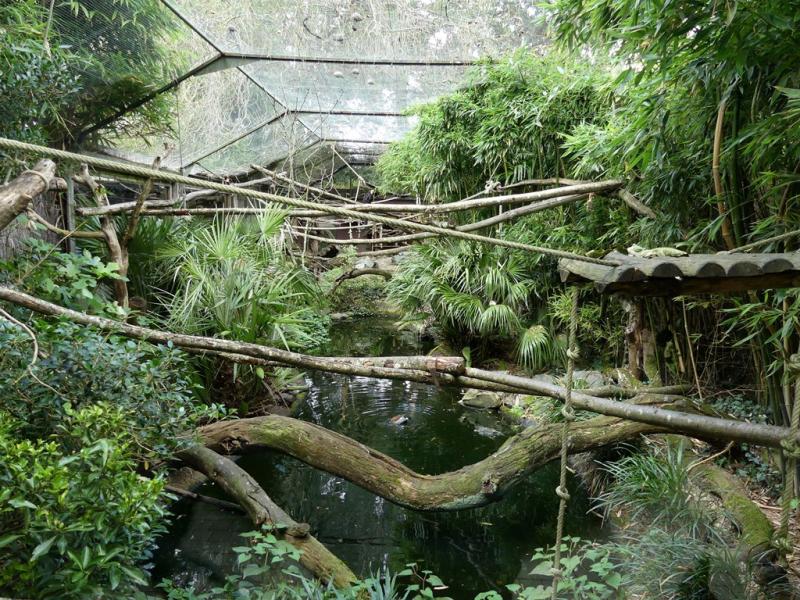 Saki - Tamarin - Caurale - Sarcelle