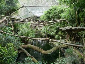 Saki - Tamarin - Caurale - Sarcelle