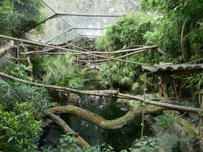 Saki - Tamarin - Caurale - Sarcelle - 2021