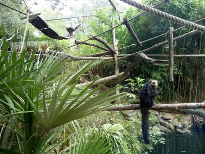 Saki à face blanche - 2021