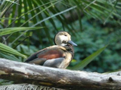 Sarcelle à collier - 2021