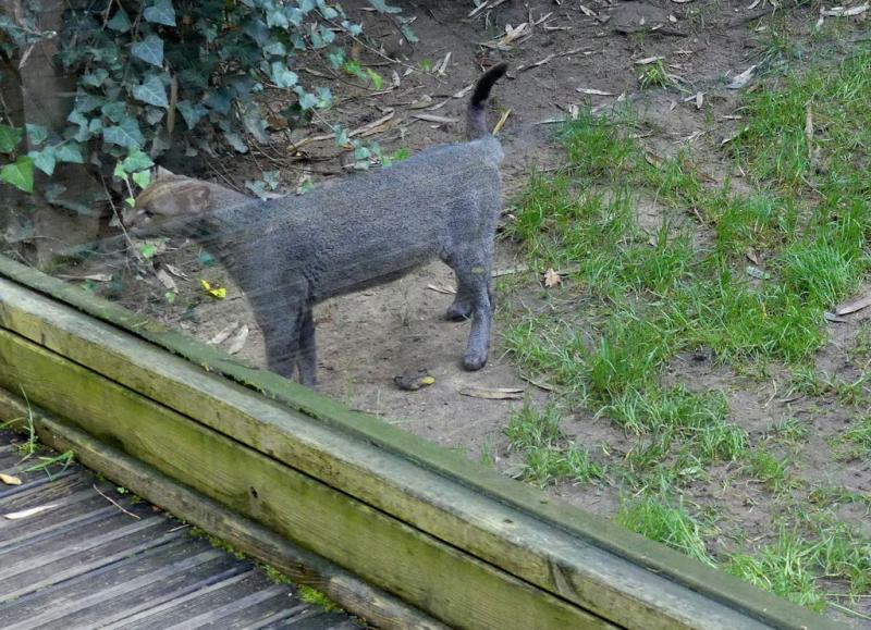 Jaguarondi
