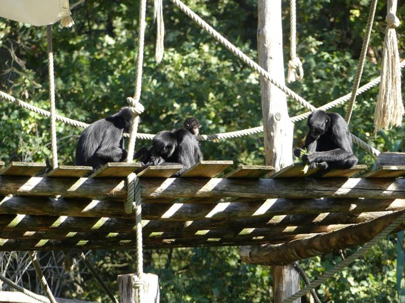 Atéle noir de Colombie