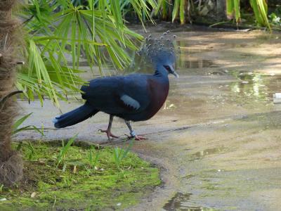 Goura de Victoria - 2021