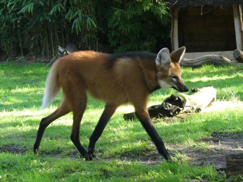 Loup à crinière