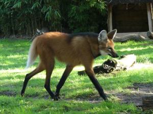 Loup à crinière