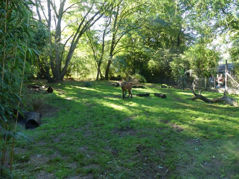 Loup à crinière