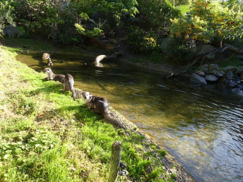 Loutre à pelage lisse