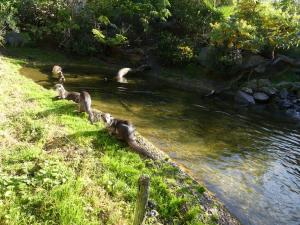 Loutre à pelage lisse