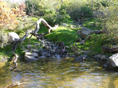 Loutre à pelage lisse - 2021