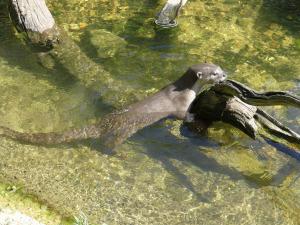 Loutre à pelage lisse