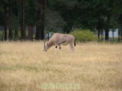Oryx beisa - 2010