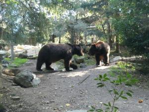 Ours du Kamchatka