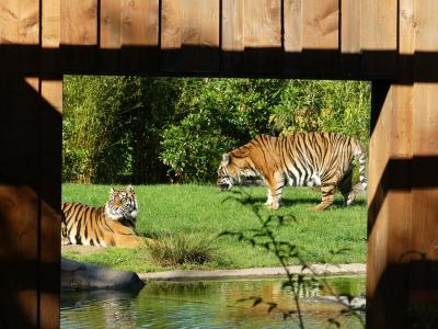 Tigre de Sumatra - 2021