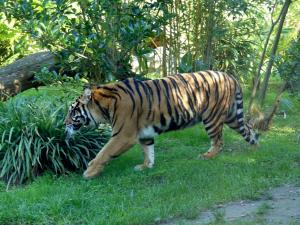 Tigre de Sumatra