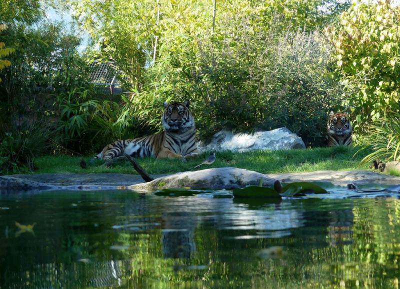 Tigre de Sumatra
