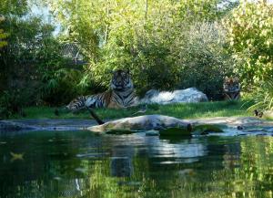 Tigre de Sumatra