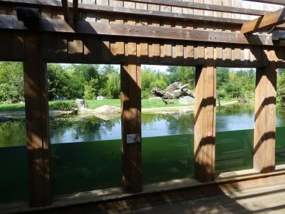 Tigre de Sumatra - 2021