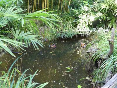 Volière australienne - 2021