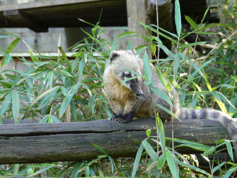 Coati roux