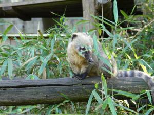 Coati roux