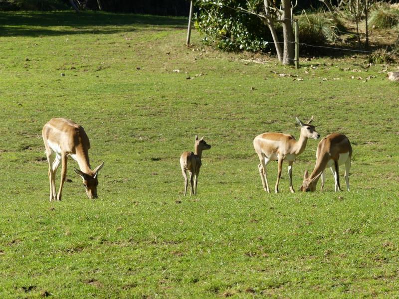 Antilope cervicapre
