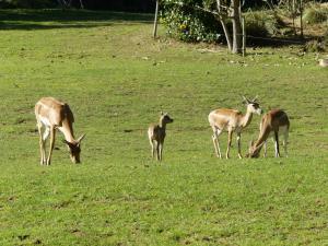 Antilope cervicapre