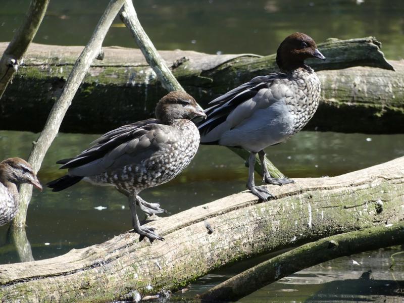 Canard à crinière