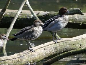 Canard à crinière