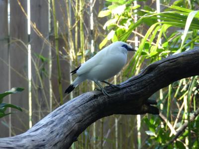 Étourneau de Rothschild - 2021