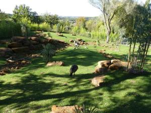 Kangourou - Wallaby