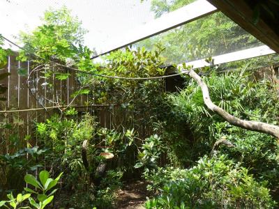 Étourneau de Rothschild - 2021