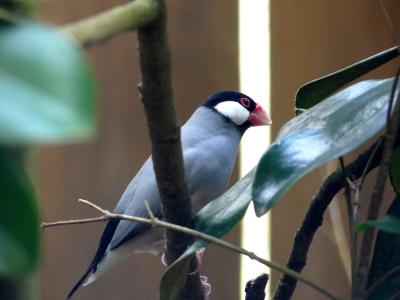 Padda de Java - 2021