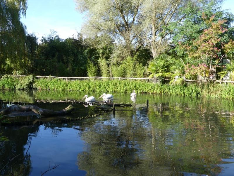 Pélican blanc