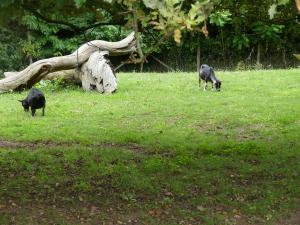 Petite ferme