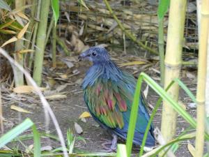 Pigeon de Nicobar
