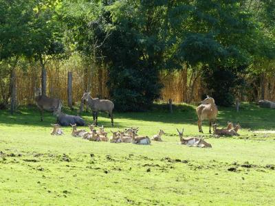 Plaine asiatique - 2021