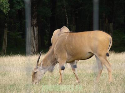 Eland du Cap - 2010