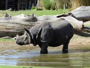 Rhinocéros indien