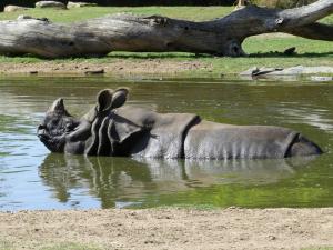 Rhinocéros indien