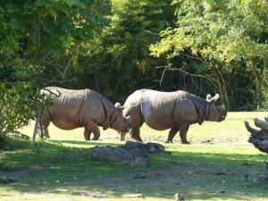 Rhinocéros indien