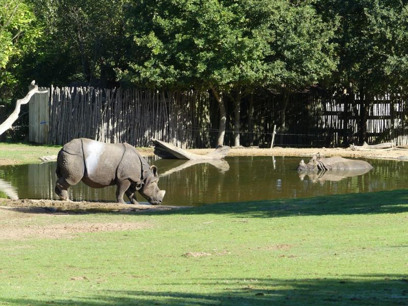 Rhinocéros indien