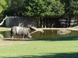 Rhinocéros indien